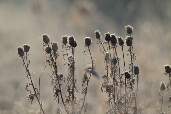  "winter frost" © Gail Fisher, 2010. CC BY 2.0.